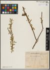 Foto von Salix acmophylla Boiss.